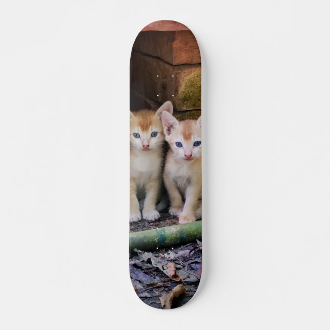 Skateboard Two Kitten Brothers Attentive (Front)