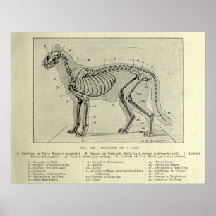 Skeletal Cat Anatomy Print