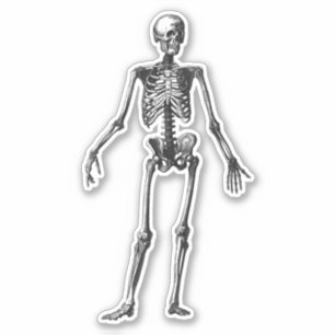 Skeleton