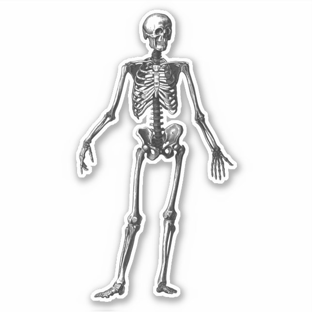 Skeleton (Front)