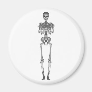 Skeleton 3d Model: Magnet