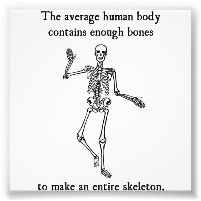 Skeleton Bones in the Average Human Body Photo Print (Front)