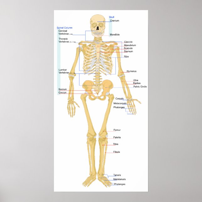 Skeleton Chart (Front)