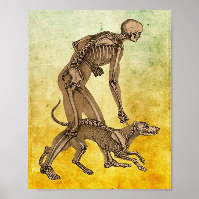 skeleton man and dog human animal anatomy art   poster (Front)