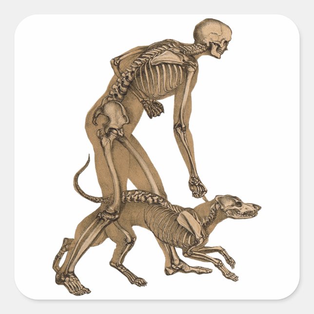 skeleton man and dog human animal anatomy art  square sticker (Front)