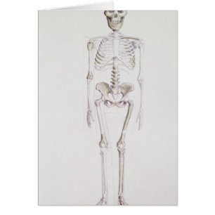 Skeleton of Australopithecus africanus