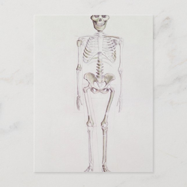 Skeleton of Australopithecus africanus Postcard (Front)