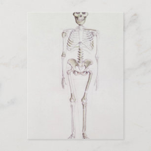 Skeleton of Australopithecus africanus Postcard