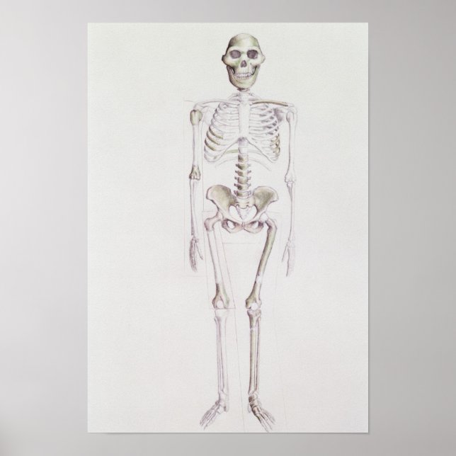 Skeleton of Australopithecus africanus Poster (Front)