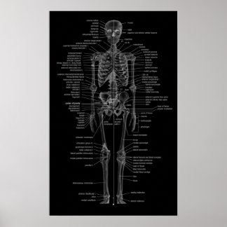 skeleton poster-chalkboard style poster