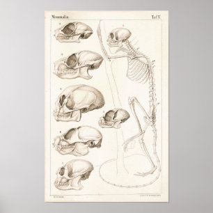 Skeleton Skulls Monkeys Veterinary Anatomy Print