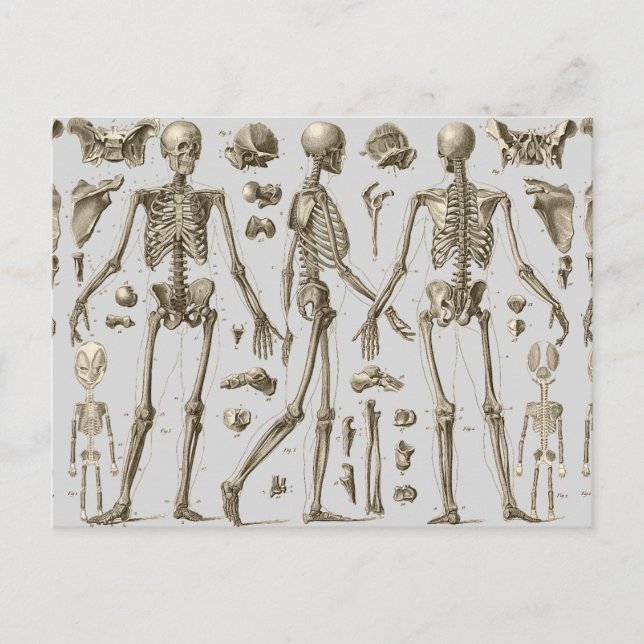 Skeletons from the Brockhaus & Efron Encyclopaedia Postcard (Front)