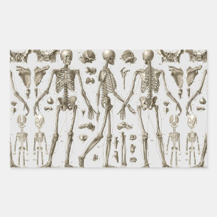 Skeletons from the Brockhaus & Efron Encyclopaedia Rectangular Sticker