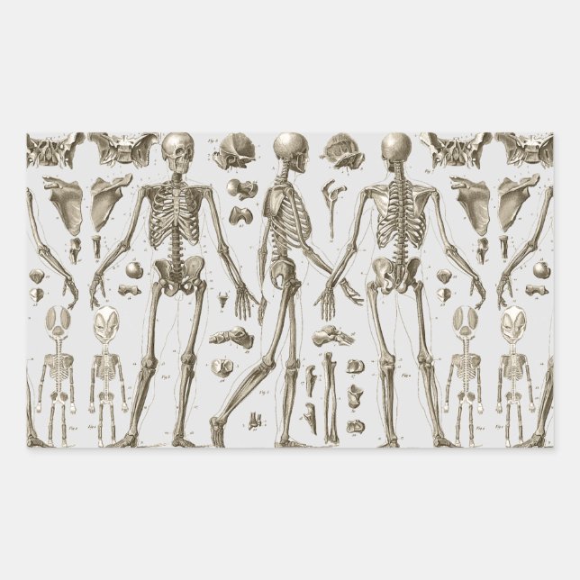 Skeletons from the Brockhaus & Efron Encyclopaedia Rectangular Sticker (Front)