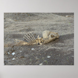 Skelton of a Fish Poster