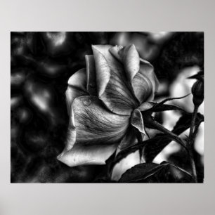 sketch of rose in black & white poster