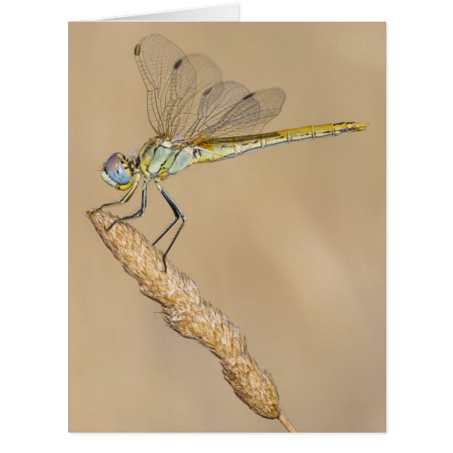 Skimmer Dragonfly Insect Female (CC BY 4.0) (Front)