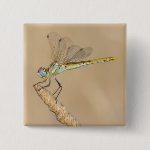 Skimmer Dragonfly Insect Female (CC BY 4.0) Button