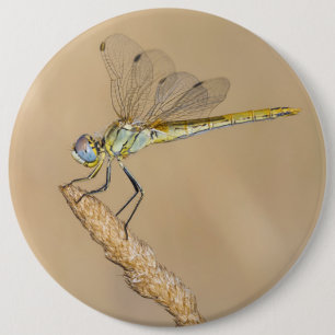 Skimmer Dragonfly Insect Female (CC BY 4.0) Button