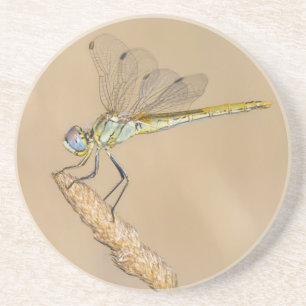 Skimmer Dragonfly Insect Female (CC BY 4.0) Coaste Coaster