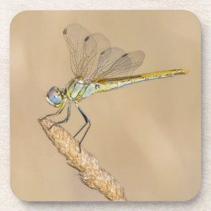 Skimmer Dragonfly Insect Female (CC BY 4.0) Coaster