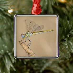 Skimmer Dragonfly Insect Female (CC BY 4.0) Metal Ornament