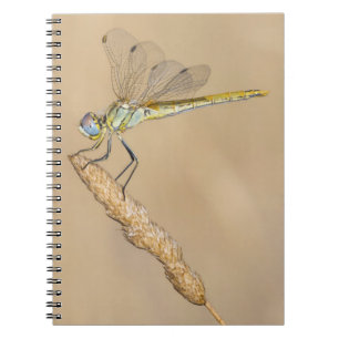 Skimmer Dragonfly Insect Female (CC BY 4.0) Notebo Notebook