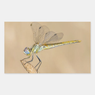 Skimmer Dragonfly Insect Female (CC BY 4.0) Rectangular Sticker