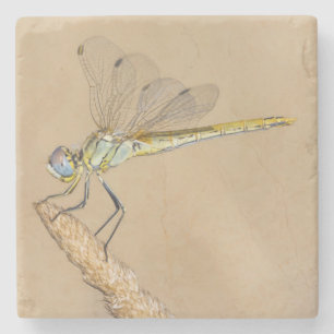 Skimmer Dragonfly Insect Female (CC BY 4.0) Stone Coaster