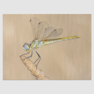 Skimmer Dragonfly Insect Female (CC BY 4.0) Tissue Paper