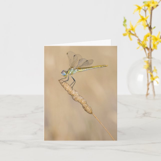 Skimmer Dragonfly Insect Female (CC BY 4.0) Wooden Card (Yellow Flower)