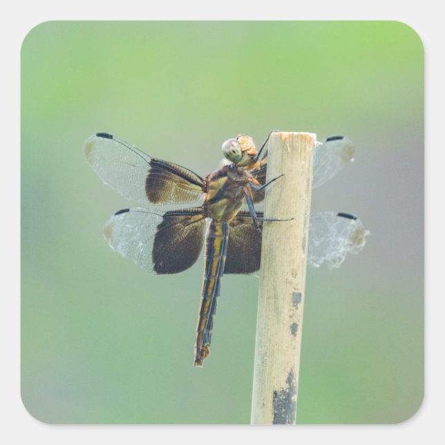 Skimmer Square Sticker (Front)