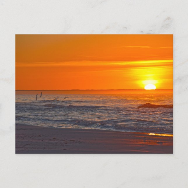 Skimmers Flying at Sunrise, Florida Beach Postcard (Front)