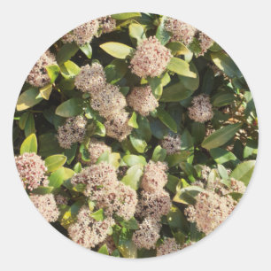 Skimmia Japonica in the Park Classic Round Sticker