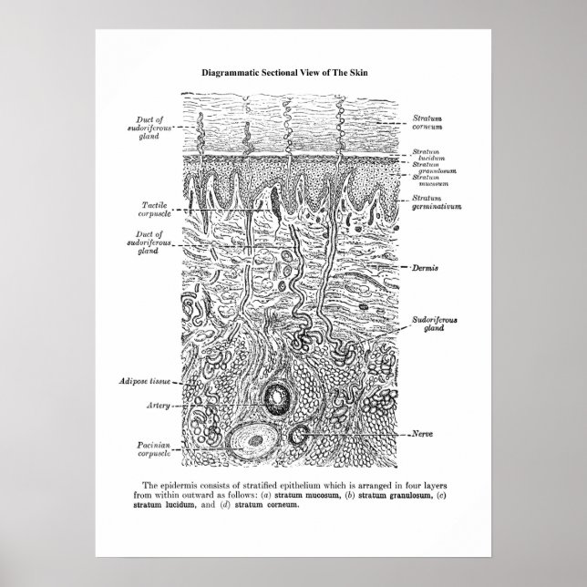 Skin Anatomy Dermatology Decor Print 1 (Front)