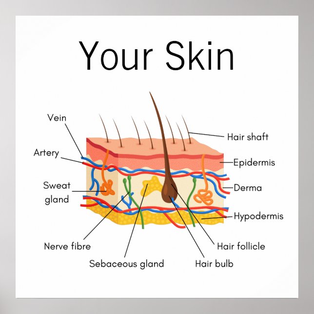Skin Hair Anatomy Chart (Front)