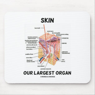 Skin Our Largest Organ (Dermal Layers) Mouse Pad
