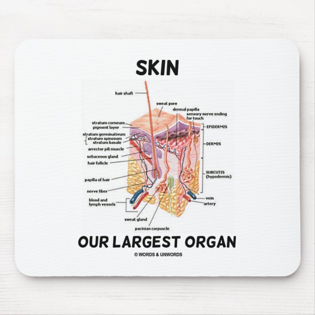 Skin Our Largest Organ (Dermal Layers) Mouse Pad (Front)