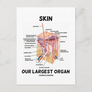 Skin Our Largest Organ (Dermal Layers) Postcard