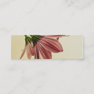 Skinny Business Cards Shawna's African Daisys