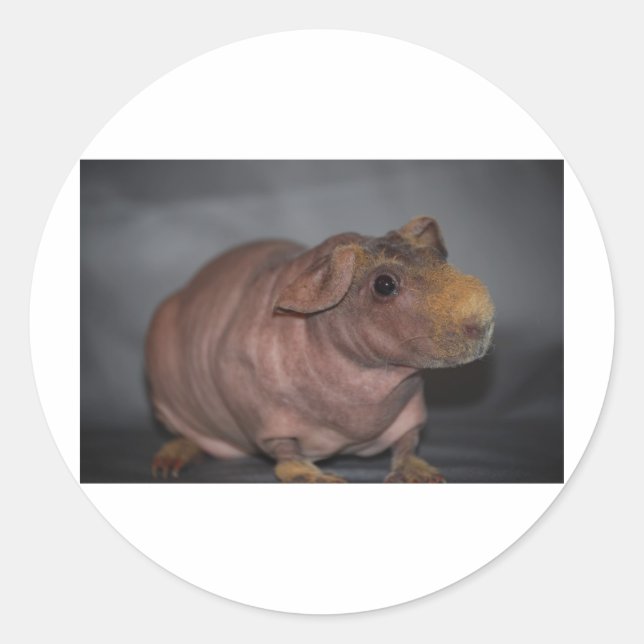 Skinny Pig Classic Round Sticker (Front)