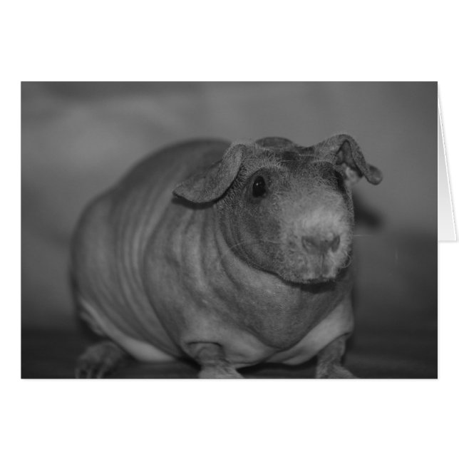Skinny Pig in black and White Card (Front Horizontal)
