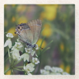Skipper butterfly on a flower glass coaster