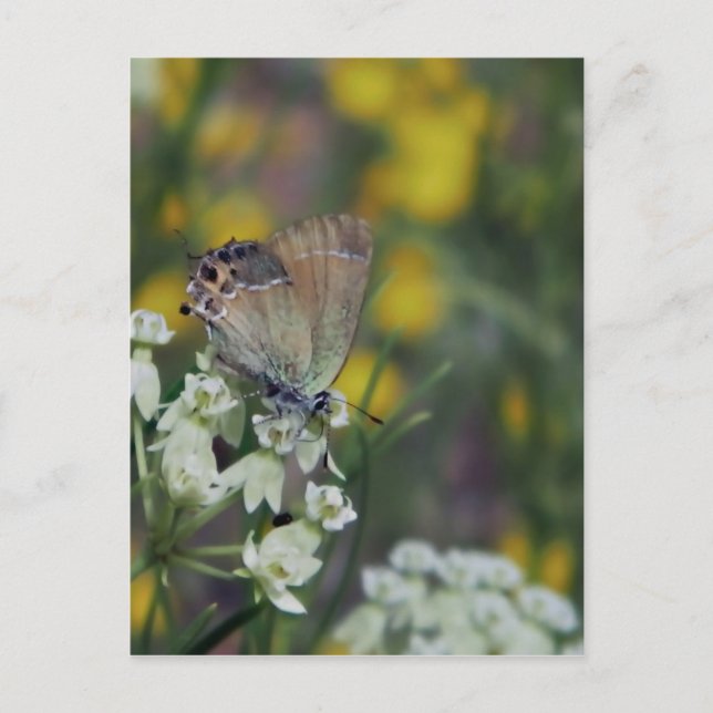 Skipper butterfly on a flower postcard (Front)