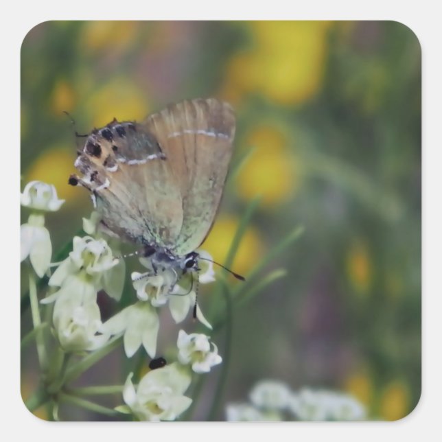 skipper butterfly on a flower square sticker (Front)