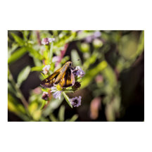 Skipper Butterfly