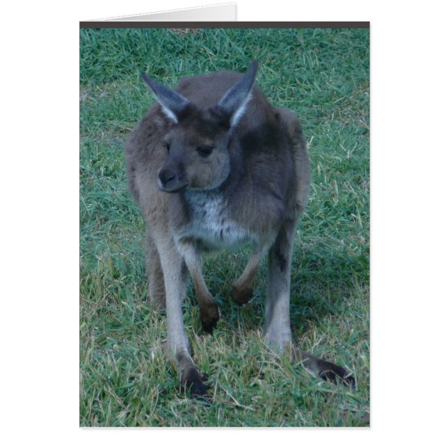 Skippy  kangaroo Card (Front)