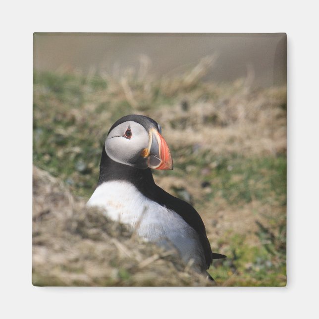 Skomer Island Puffins Magnet (Front)