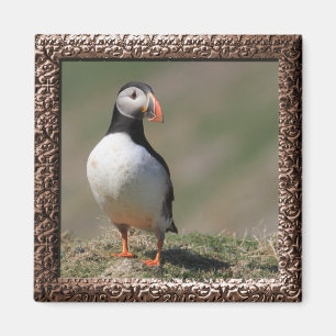 Skomer Island Puffins Magnet