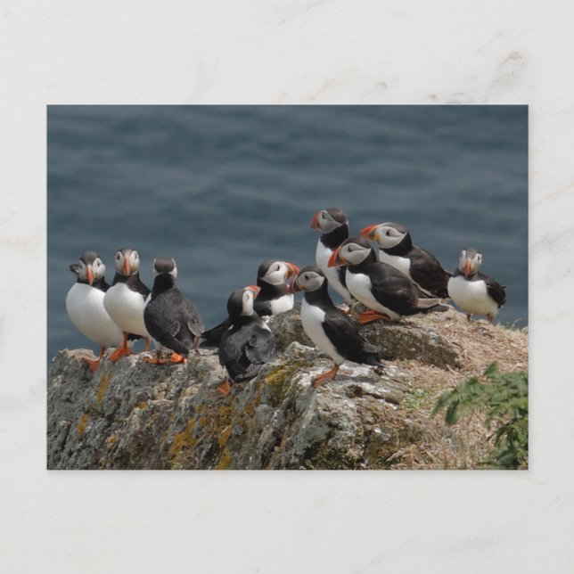 Skomer Island Puffins Postcard (Front)